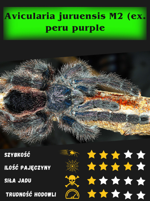 Avicularia juruensis M2 (ex. peru purple) L2