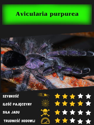 Avicularia purpurea L1/2