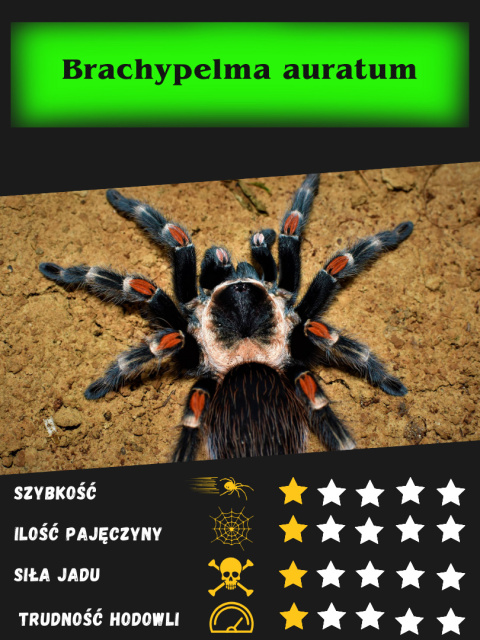 Brachypelma auratum ok. 2-2,5DC SAMIEC