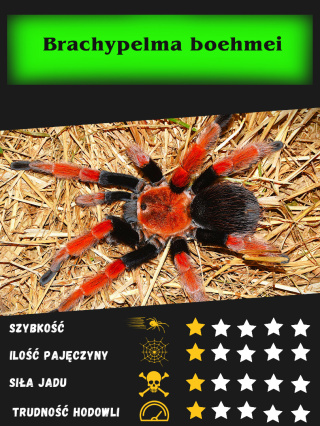 Brachypelma boehmei - Ptasznik czerwononogi L2