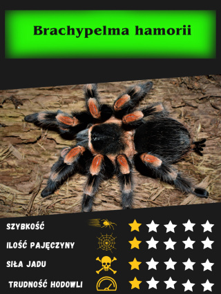 Brachypelma hamorii - Ptasznik czerwonokoloanowy L4