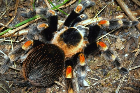 Brachypelma hamorii- Ptasznik czerwonokolanowy ok. 2,5-3DC SAMICA