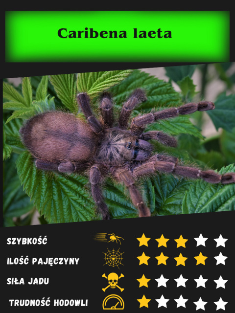Caribena laeta L2/3