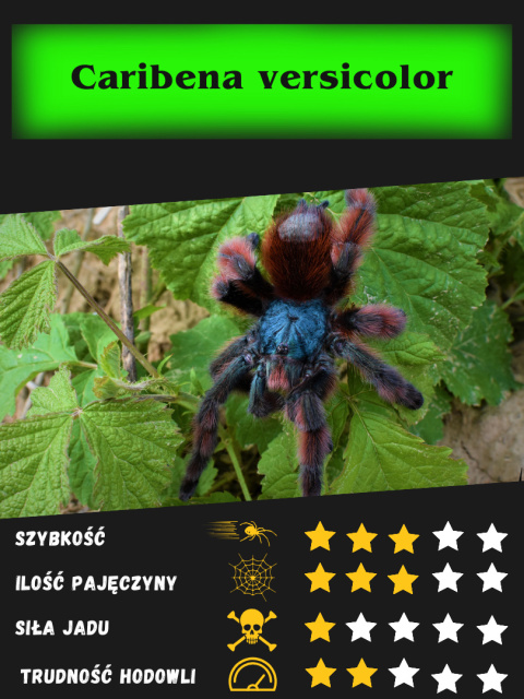 Caribena versicolor - Ptasznik wielobarwny L1/2 Caribena versicolor - Ptasznik wielobarwny L1/2
