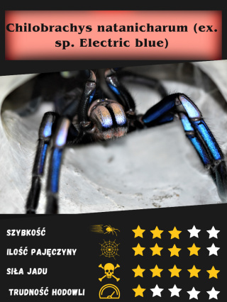 Chilobrachys natanicharum (Electric Blue) L2/3