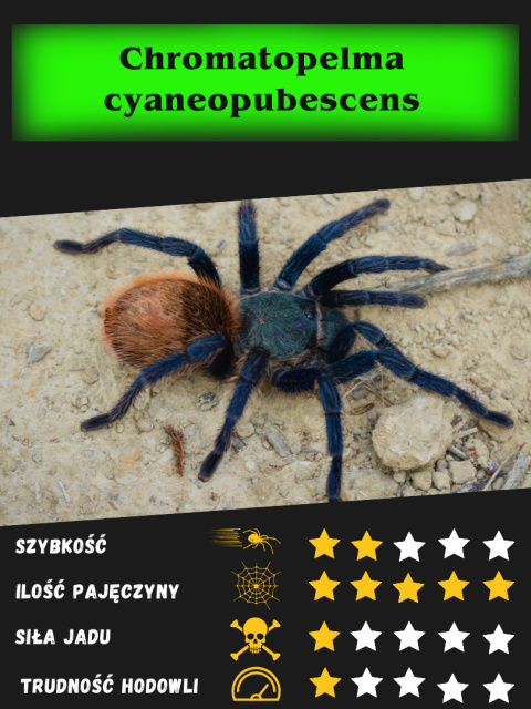 Chromatopelma cyaneopubescens ok. 3,5DC SAMIEC