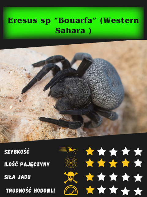 Eresus sp "Bouarfa" (Western Sahara ) L2/3