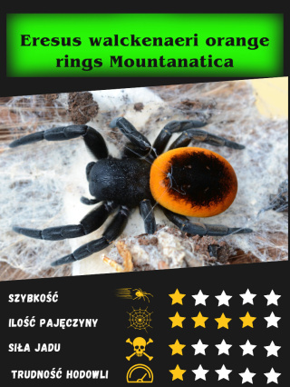 Eresus walckenaeri orange rings Mountanatica L2/3