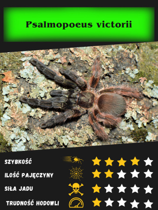 Psalmopoeus victorii L2/3