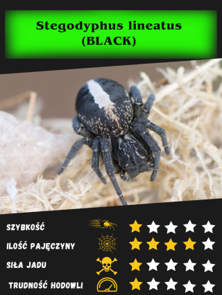 Stegodyphus lineatus (BLACK) L2/3