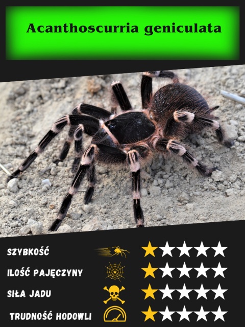 Acanthoscurria geniculata - Ptasznik białokolanowy L3 (PROMOCJA 1+1GRATIS)