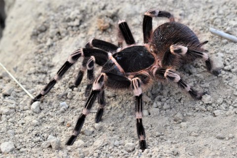 Acanthoscurria geniculata - Ptasznik białokolanowy L1/2