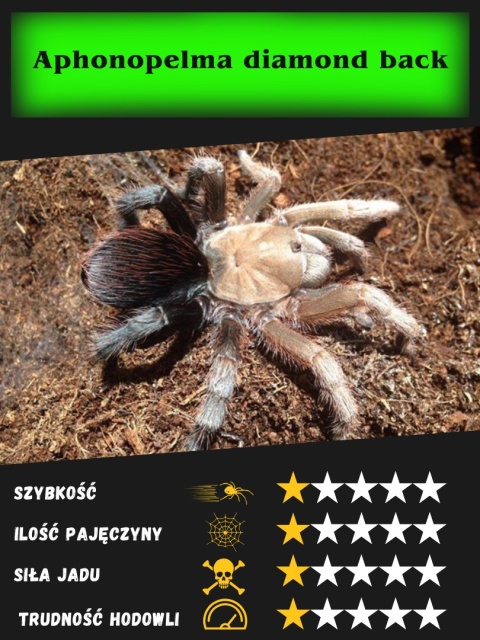 Aphonopelma diamond back L2 Aphonopelma diamond back L2