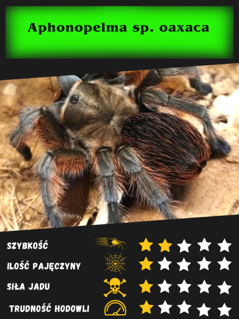 Aphonopelma sp. oaxaca L3