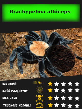 Brachypelma albiceps ok. 4,5-5DC SAMICA