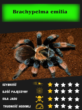 Brachypelma emilia L1/2 (5sztuk)