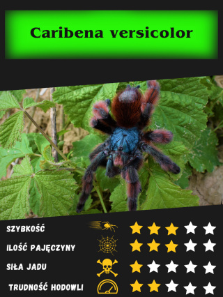 Caribena versicolor - Ptasznik wielobarwny ok. 5DC SAMICA