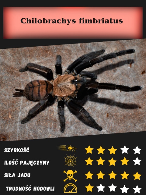 Chilobrachys fimbriatus L2 (PROMOCJA 1+1GRATIS)