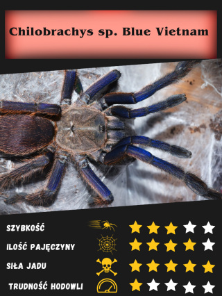 Chilobrachys sp. blue vietnam L1/2 (PROMOCJA 2SZT+1GRATIS)