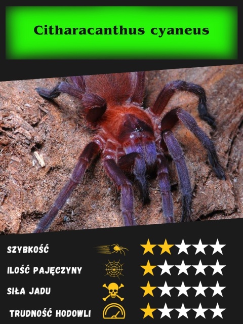 Citharacanthus cyaneus L2 Citharacanthus cyaneus L2