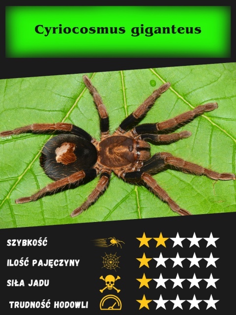 Cyriocosmus giganteus L2 Cyriocosmus giganteus L2