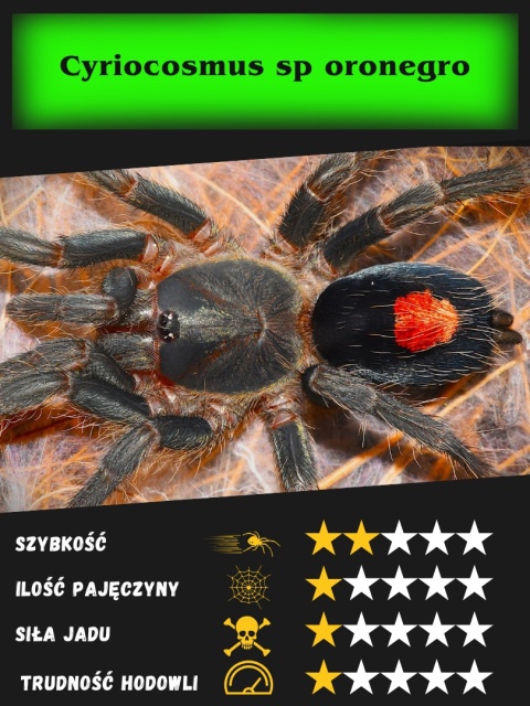 Cyriocosmus sp oronegro L2 Cyriocosmus sp oronegro L2