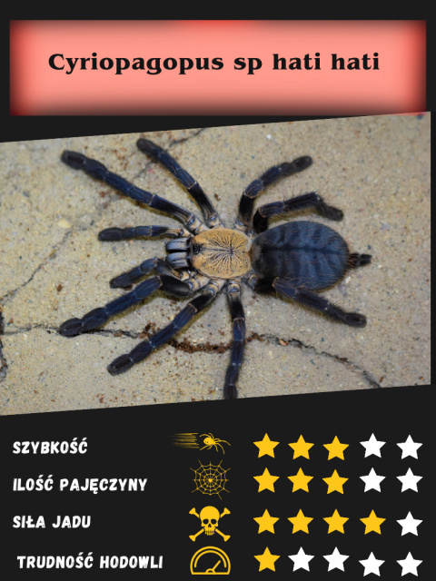 Cyriopagopus sp hati hati L2