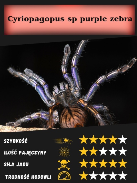 Cyriopagopus sp purple zebra L2/3 Cyriopagopus sp purple zebra L2/3