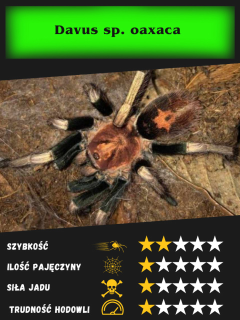 Davus sp. oaxaca L1