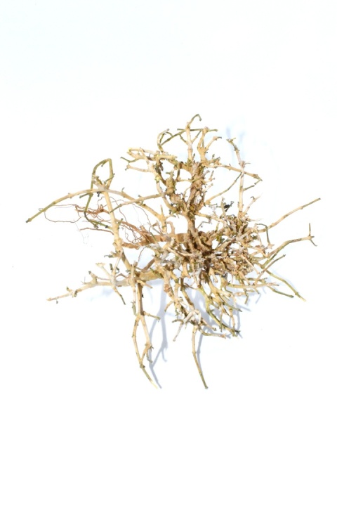 Dry tree - dekoracyjny korzeń wrzośca ok. 10-15cm (rozmiar S)