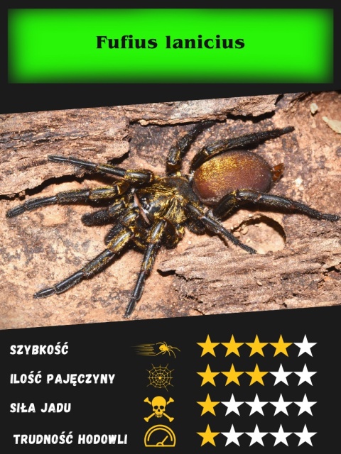 Fufius lanicius L2/3