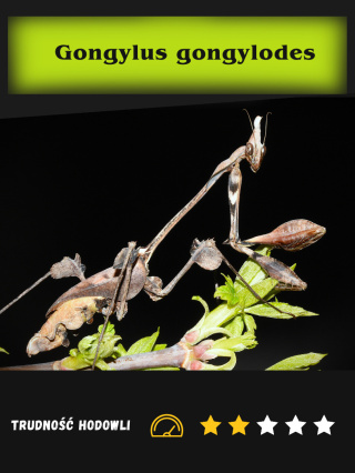 Gongylus gongylodes L5