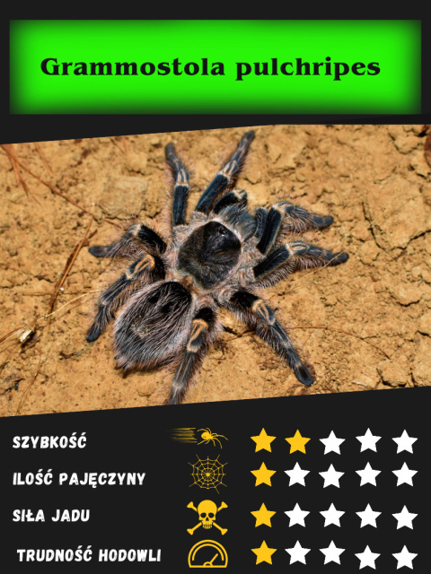 Grammostola pulchripes L2