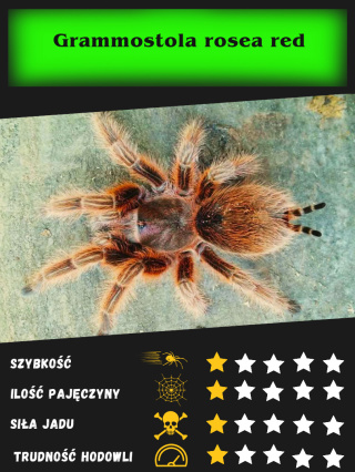 Grammostola rosea red L2