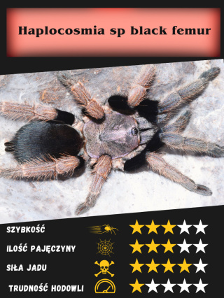 Haplocosmia sp black femur L2/3