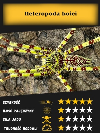 Heteropoda boiei L3/4