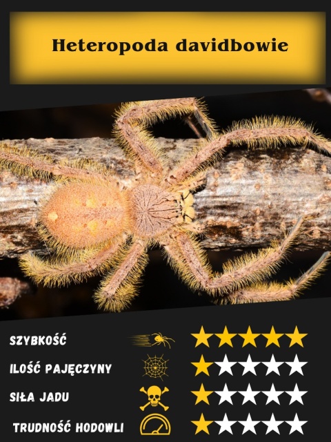 Heteropoda davidbowie L2/3