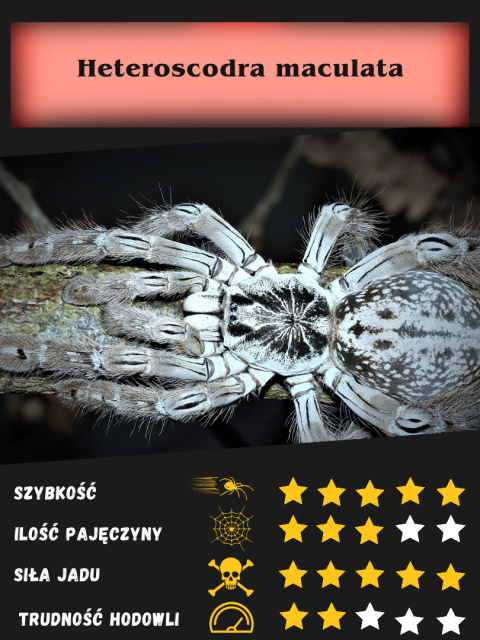 Heteroscorda maculata L3 (PROMOCJA 2SZT+1GRATIS) Heteroscorda maculata L3 (PROMOCJA 2SZT+1GRATIS)