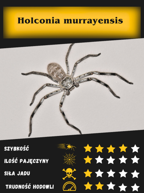 Holconia murrayensis L5 (PROMOCJA 2SZT+1GRATIS) Holconia murrayensis L5 (PROMOCJA 2SZT+1GRATIS)