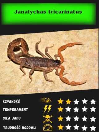 Janalychas tricarinatus L2/3 (PROMOCJA 2SZT+1GRATIS)