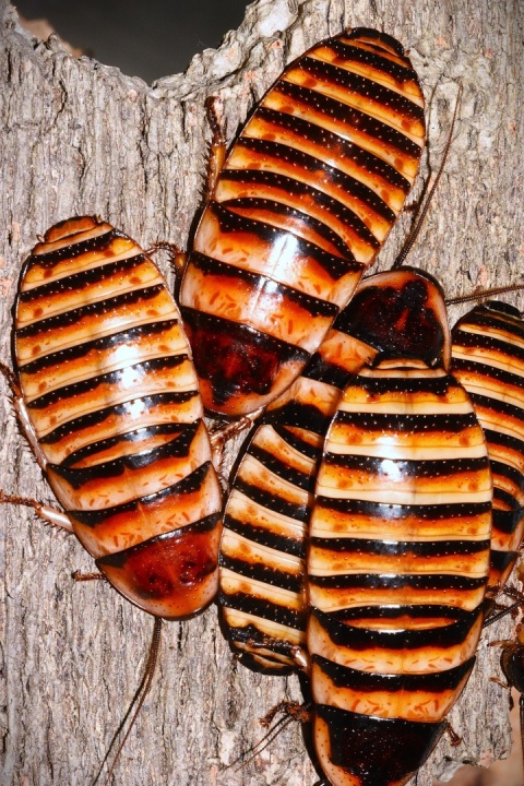 Karaczan Elliptorhina javanica ok. 5-6cm SUB/ADULT - 5sztuk