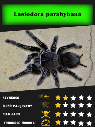 Lasiodora parahybana L1/2 (10sztuk)
