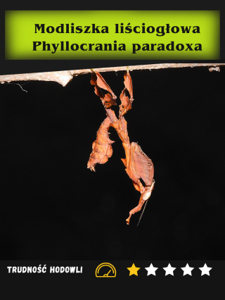 Modliszka liściogłowa Phyllocrania paradoxa
