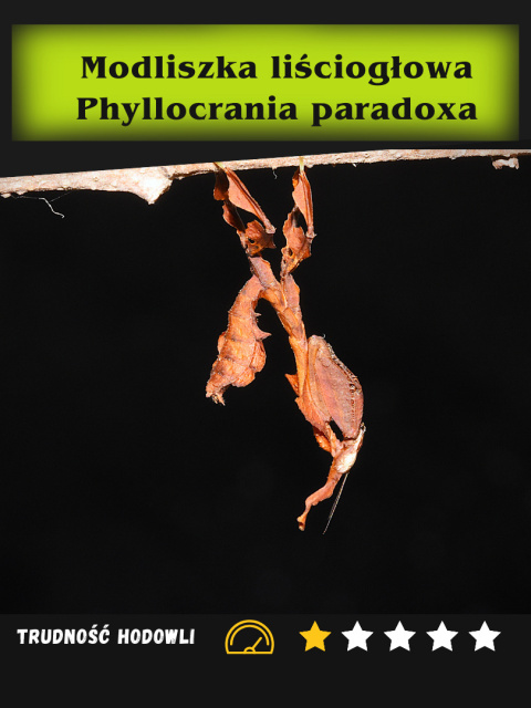 Modliszka liściogłowa Phyllocrania paradoxa
