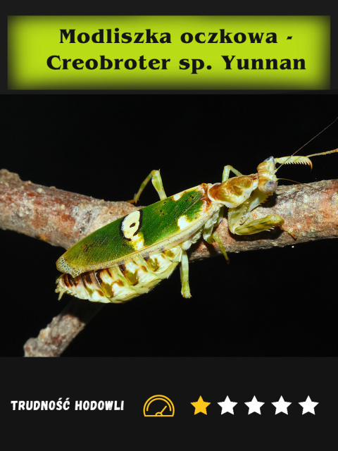 Modliszka oczkowa - Creobroter sp. Yunnan L3/4 Modliszka oczkowa - Creobroter sp. Yunnan L3/4