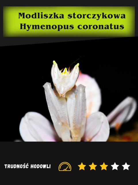 Modliszka storczykowa Hymenopus coronatus L4 Modliszka storczykowa Hymenopus coronatus L4