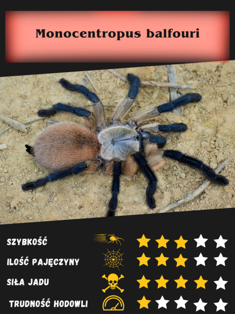 Monocentropus balfouri L5/6