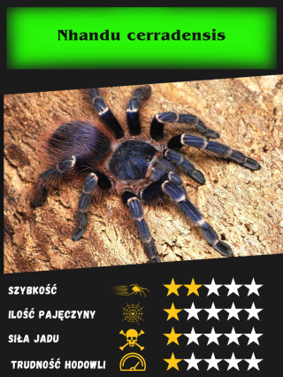 Nhandu cerradensis L2/3