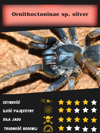 Ornithoctoninae sp. silver około 2DC SAMICA