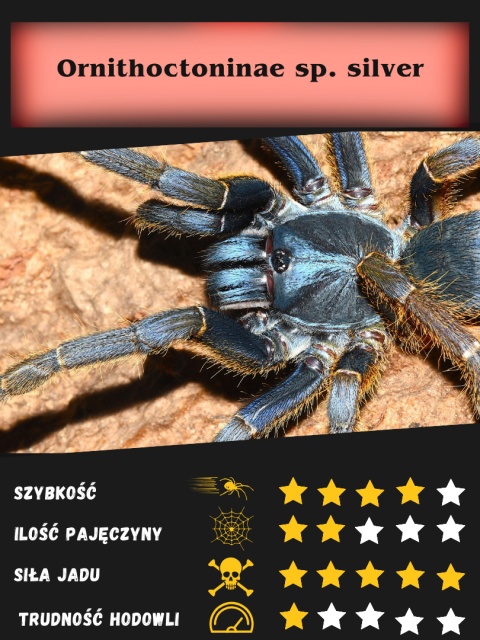 Ornithoctoninae sp. silver około 2DC SAMICA